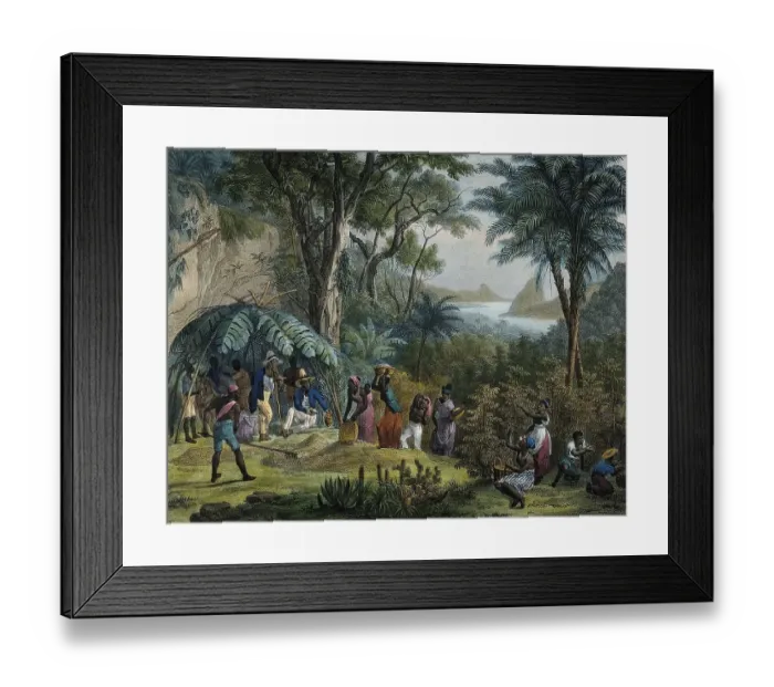 Framed Print : Indian workers harvesting coffee on a coffee plantation