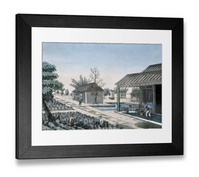 Framed Print : Tea cultivation, a tea plantation in China