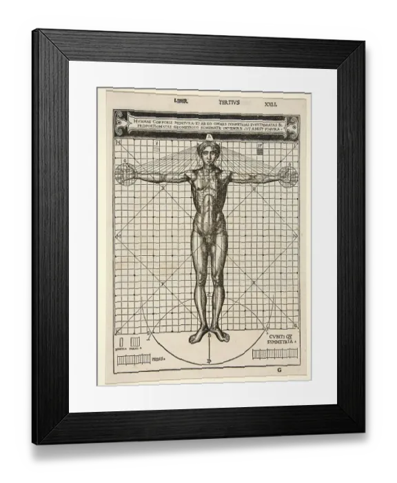 Framed Print : Medicine, Anatomy, the human body in its proportions