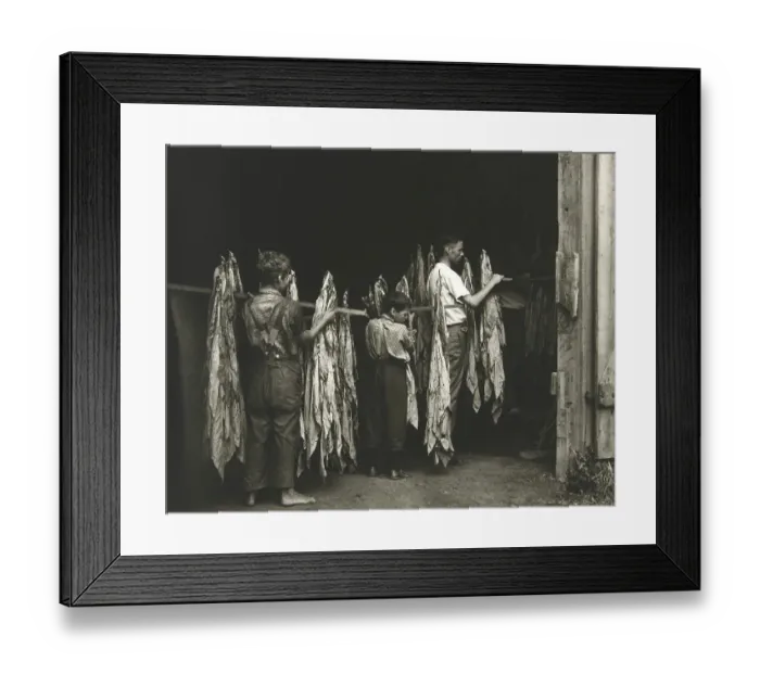 Framed Print : Tobacco Workers, Workers hanging tobacco leaves to dry on a line