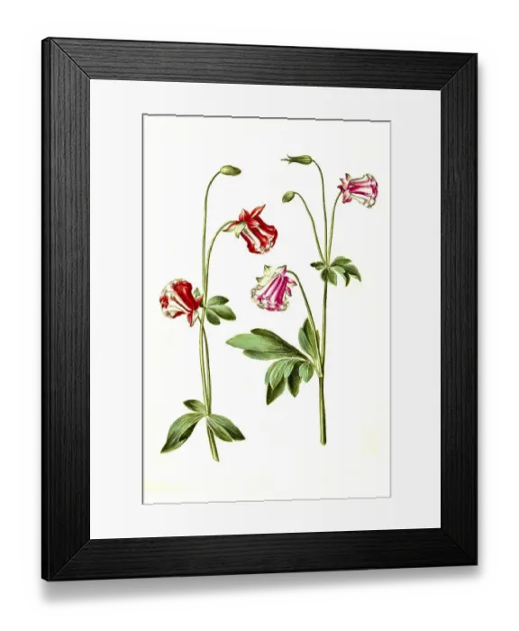 Framed Print : European columbine (Aquilegia vulgaris)