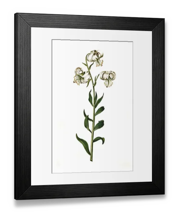 Framed Print : Martagon lily (Lilium martagon) Framed Print : Martagon lily (Lilium martagon)