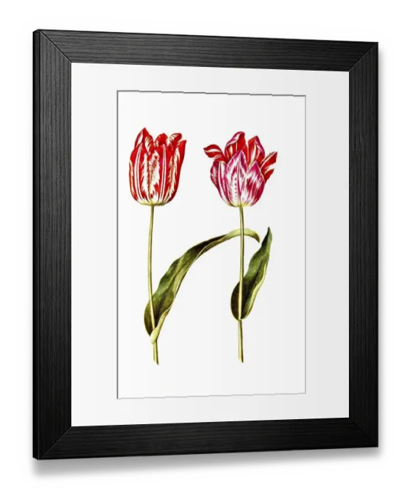 Framed Print : Garden tulip (Tulipa), variation of the tulip gesneriana Framed Print : Garden tulip (Tulipa), variation of the tulip gesneriana