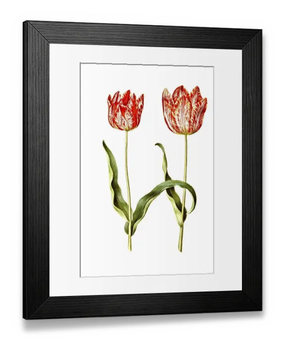 Framed Print : Garden tulip (Tulipa), variation of the tulip gesneriana Framed Print : Garden tulip (Tulipa), variation of the tulip gesneriana