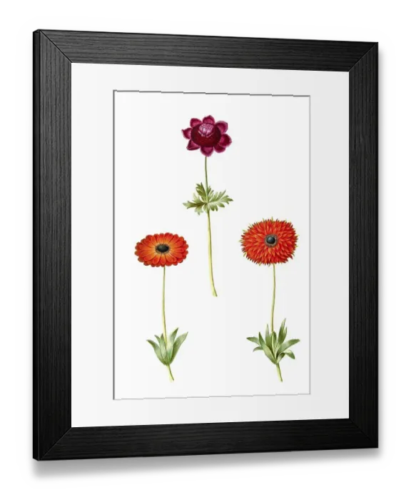 Framed Print : Crown anemone or poppy anemone (Anemone coronaria) Framed Print : Crown anemone or poppy anemone (Anemone coronaria)