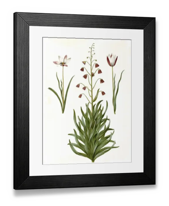 Framed Print : Lady's tulip (Tulipa), Variation of the tulip clusiana