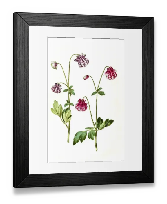 Framed Print : European columbine (Aquilegia vulgaris)