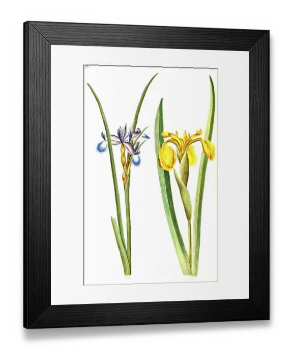 Framed Print : Grass iris, also grass-leaved flag (Iris graminea)