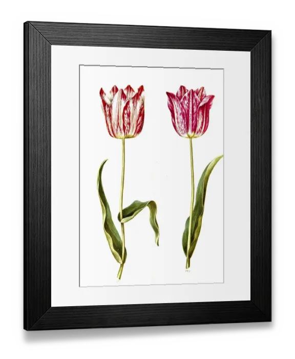 Framed Print : Garden tulip (Tulipa) gesneriana
