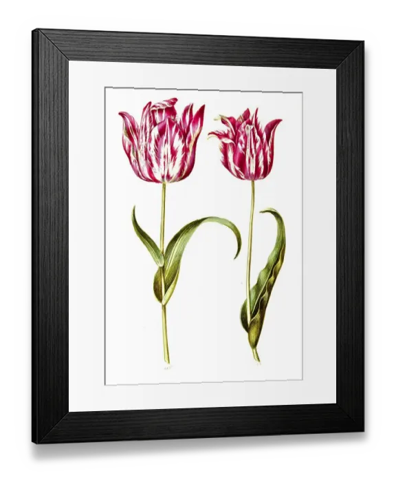 Framed Print : Garden tulip (Tulipa) gesneriana