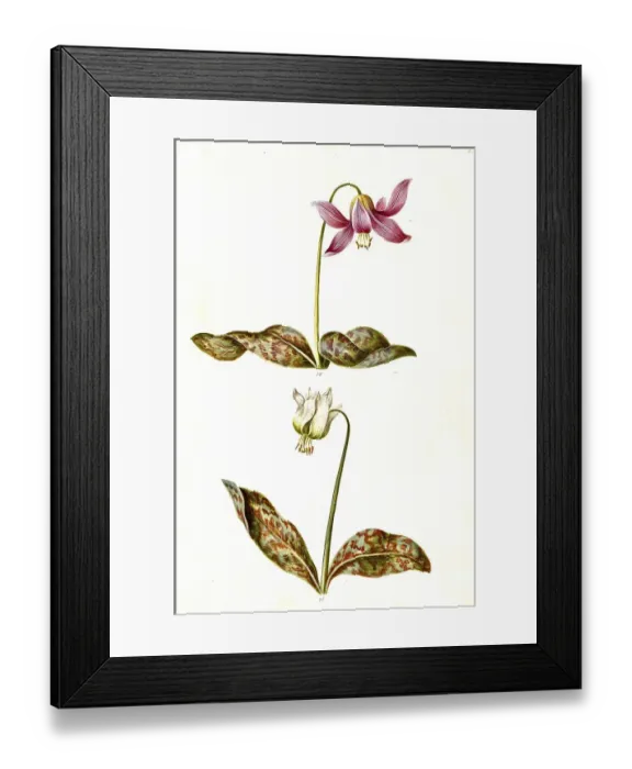 Framed Print : Dog's Fawn Lily (Erythronium dens-canis) Framed Print : Dog's Fawn Lily (Erythronium dens-canis)