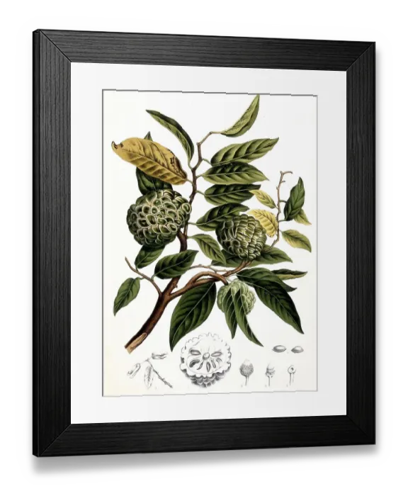Framed Print : Sugar-apple (Annona squamosa), also called cream apple Framed Print : Sugar-apple (Annona squamosa), also called cream apple