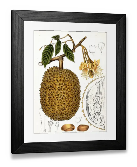 Framed Print : Durian (Durio zibethinus), durian tree