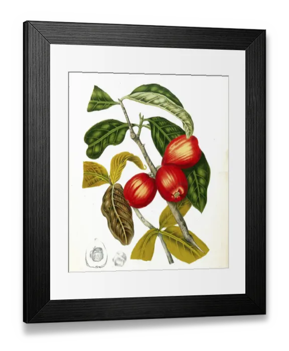 Framed Print : Syzygium jambos, also called rose apple Framed Print : Syzygium jambos, also called rose apple
