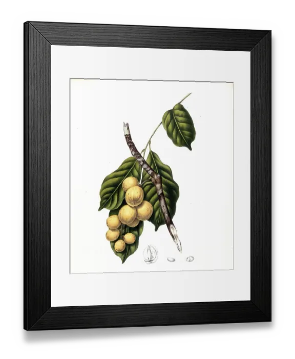Framed Print : Lansium parasiticum (Lansium domesticum)