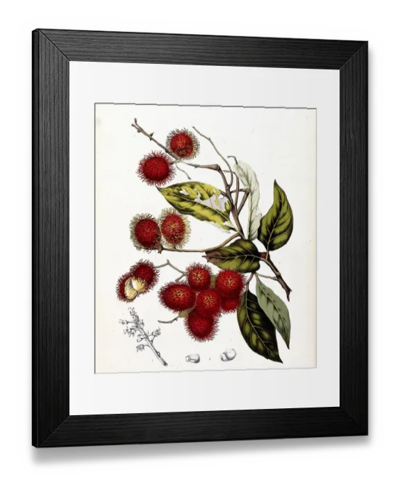 Framed Print : Rambutan (Nephelium lappaceum) Framed Print : Rambutan (Nephelium lappaceum)