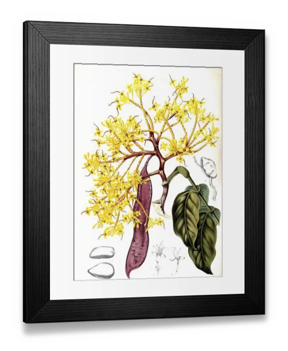 Framed Print : Saraca declinata, the red saraca or carefree tree Framed Print : Saraca declinata, the red saraca or carefree tree