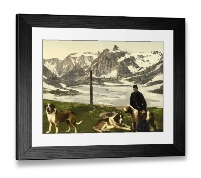 Framed Print : The Hounds of St. Bernard, St. Bernard