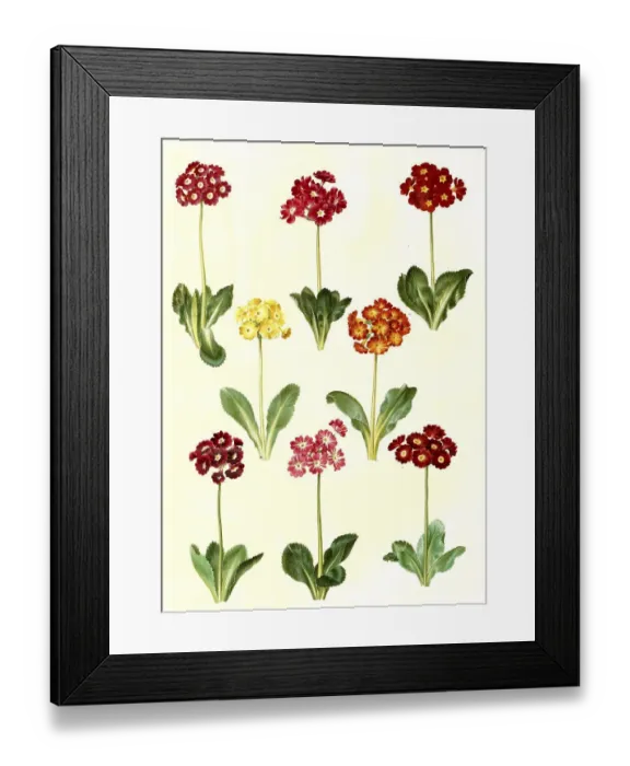 Framed Print : Garden auricula, bastard auricula -- pubescens
