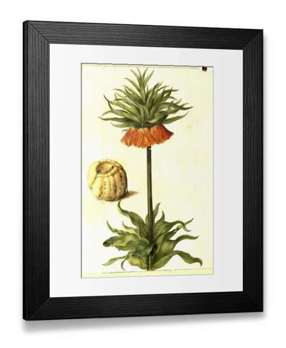 Framed Print : Kaiser's crown (Fritillaria imperialis) Framed Print : Kaiser's crown (Fritillaria imperialis)
