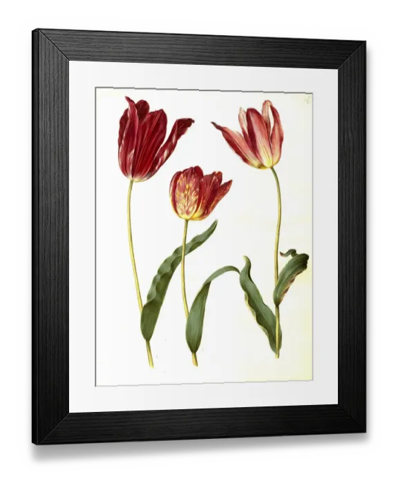 Framed Print : Garden tulip (Tulipa) gesneriana Framed Print : Garden tulip (Tulipa) gesneriana