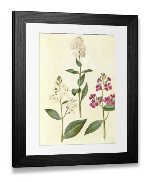 Framed Print : Dame's rocket (Hesperis matronalis)