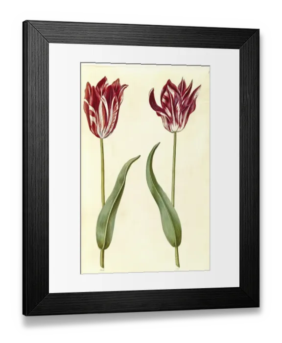 Framed Print : Garden tulip (Tulipa) gesneriana