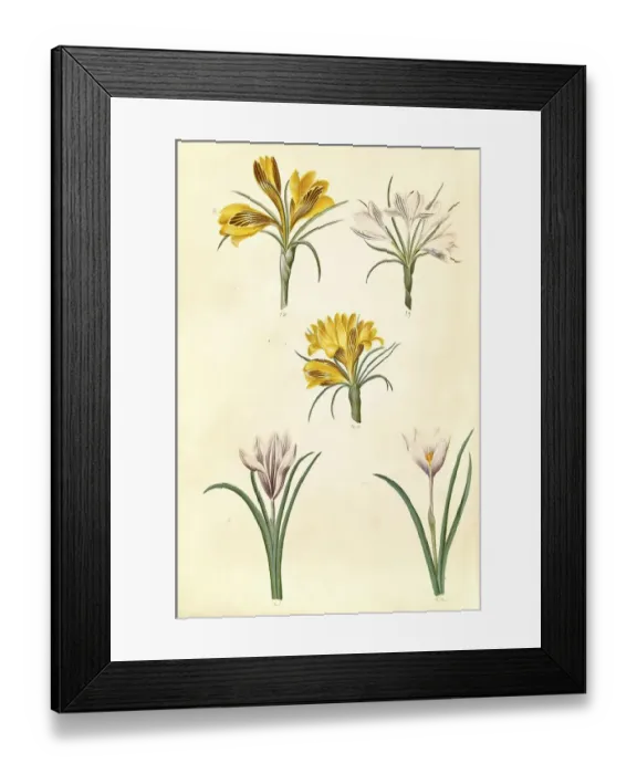 Framed Print : Gold brocade crocus, Crocus angustifolius
