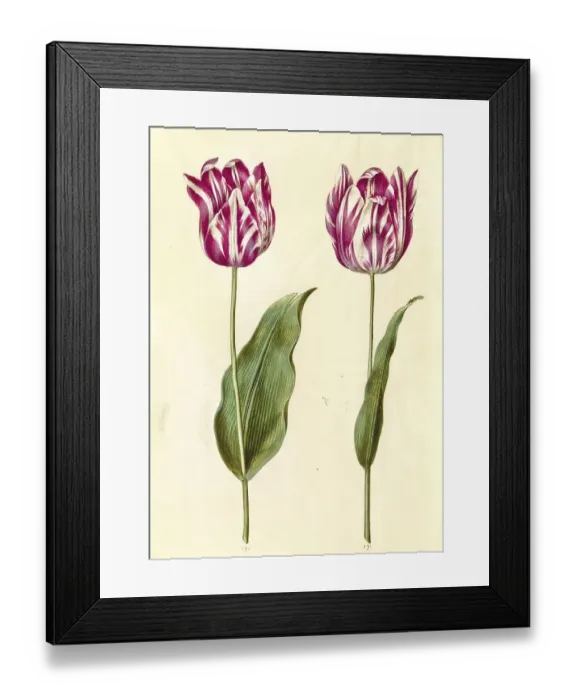 Framed Print : Garden tulip (Tulipa) gesneriana
