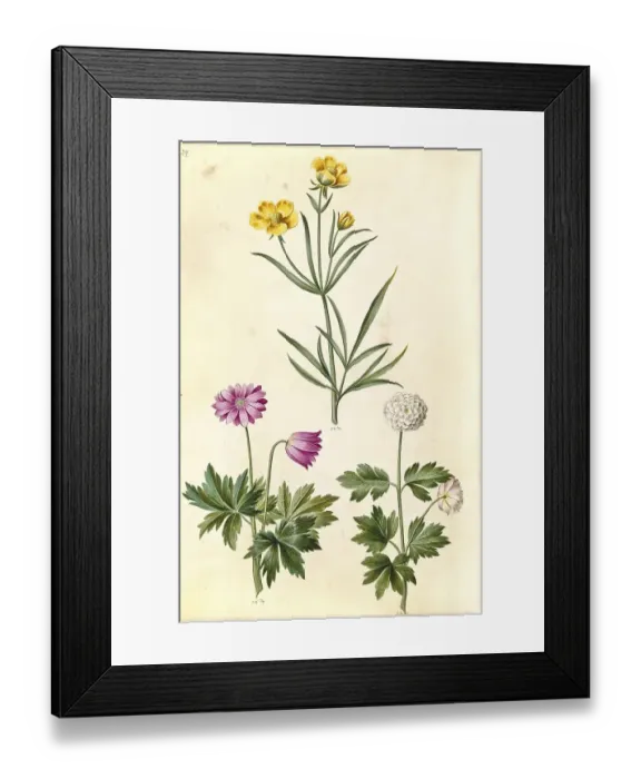 Framed Print : Ranunculus illyricus, steppe buttercup
