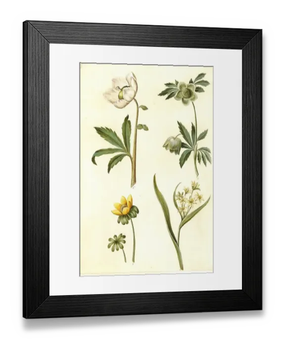 Framed Print : Snow rose, usually called Christ rose or Black hellebore (Helleborus) niger Framed Print : Snow rose, usually called Christ rose or Black hellebore (Helleborus) niger