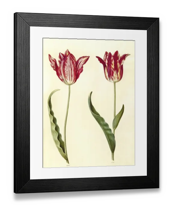 Framed Print : Garden tulip (Tulipa) gesneriana