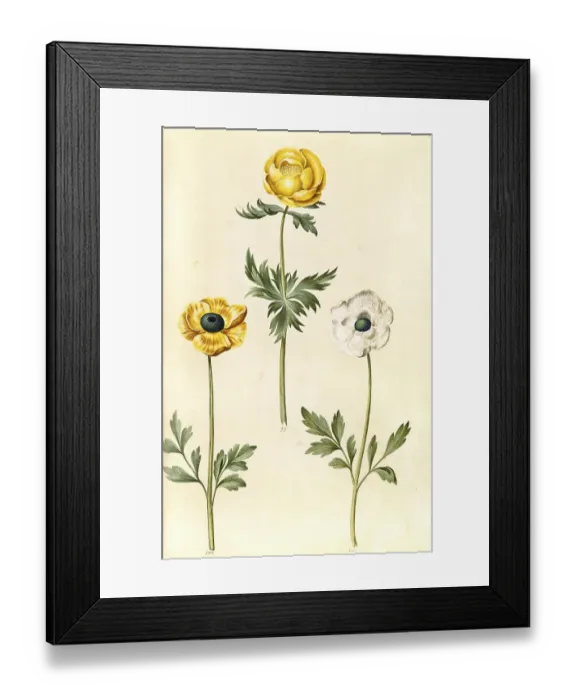 Framed Print : Globeflower (Trollius europaeus)