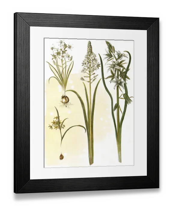 Framed Print : (Ornithogalum umbellatum), diet-bird's milk Framed Print : (Ornithogalum umbellatum), diet-bird's milk
