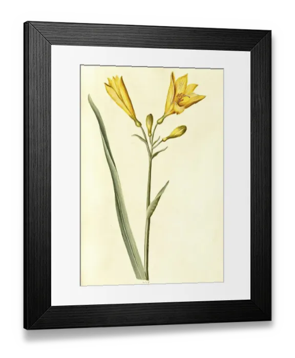 Framed Print : Yellow daylily (Hemerocallis lilioasphodelus)