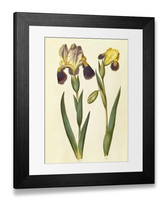 Framed Print : Iris -- germanica or Iris -- sambucina
