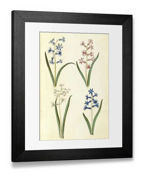 Framed Print : Garden hyacinth (Hyacinthus orientalis) Framed Print : Garden hyacinth (Hyacinthus orientalis)
