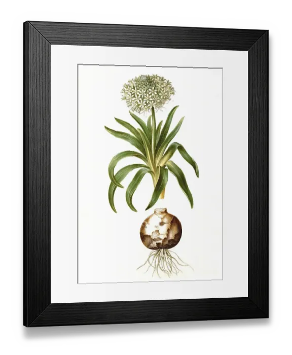 Framed Print : Peruvian blue star, Scilla peruviana