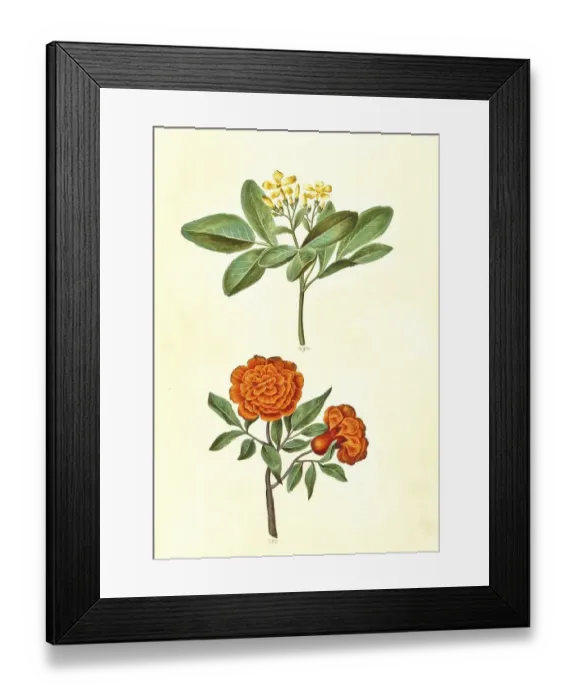 Framed Print : Fragrant jasmine odoratissimum Framed Print : Fragrant jasmine odoratissimum