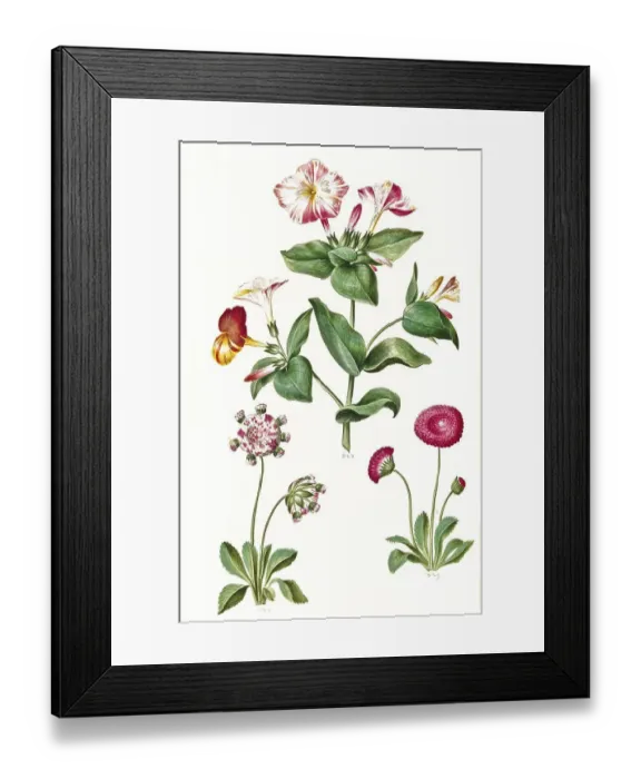 Framed Print : Four o'clock flower (Mirabilis jalapa) Framed Print : Four o'clock flower (Mirabilis jalapa)