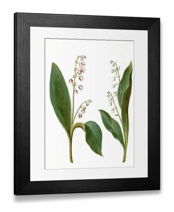 Framed Print : Rosea, red lily of the valley (Convallaria majalis) Framed Print : Rosea, red lily of the valley (Convallaria majalis)