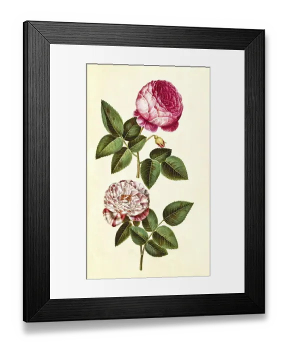 Framed Print : Rosa -- centifolia, centifolia rose Framed Print : Rosa -- centifolia, centifolia rose
