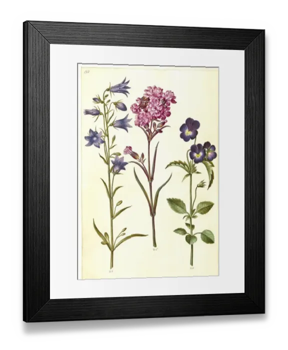Framed Print : Harebell (Campanula rotundifolia) Framed Print : Harebell (Campanula rotundifolia)