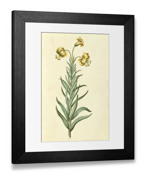 Framed Print : Pyrenean lily (Lilium pyrenaicum) Gouan Framed Print : Pyrenean lily (Lilium pyrenaicum) Gouan
