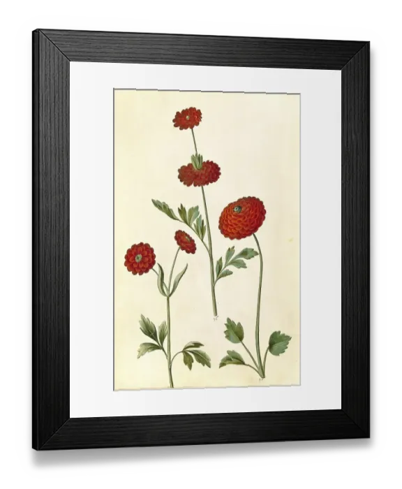 Framed Print : Persian buttercup (Ranunculus asiaticus) Framed Print : Persian buttercup (Ranunculus asiaticus)