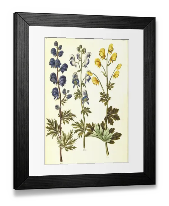 Framed Print : Blue monkshood (Aconitum napellus)