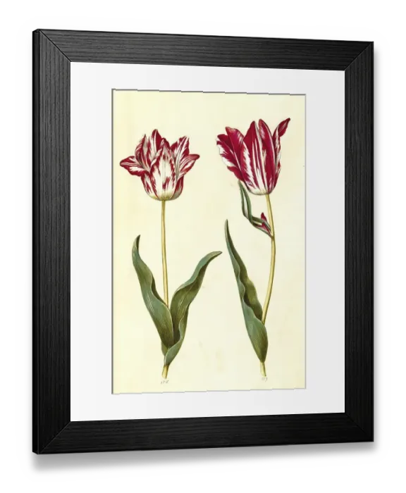 Framed Print : Garden tulip (Tulipa) gesneriana