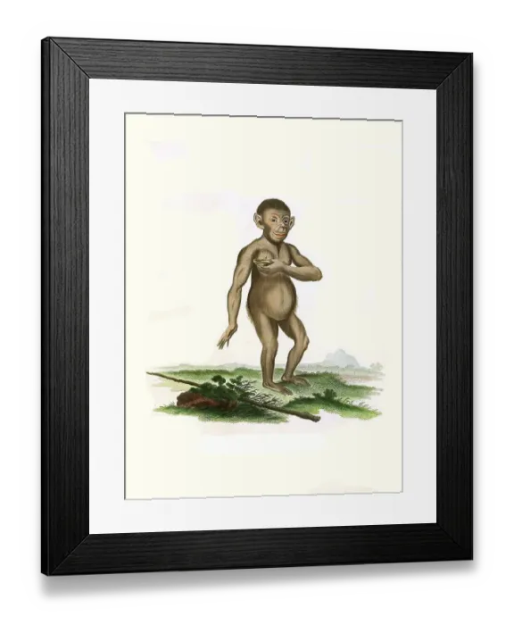 Framed Print : Mammals, Chimpanzee, Simia troglodytes (Pan troglodytes)