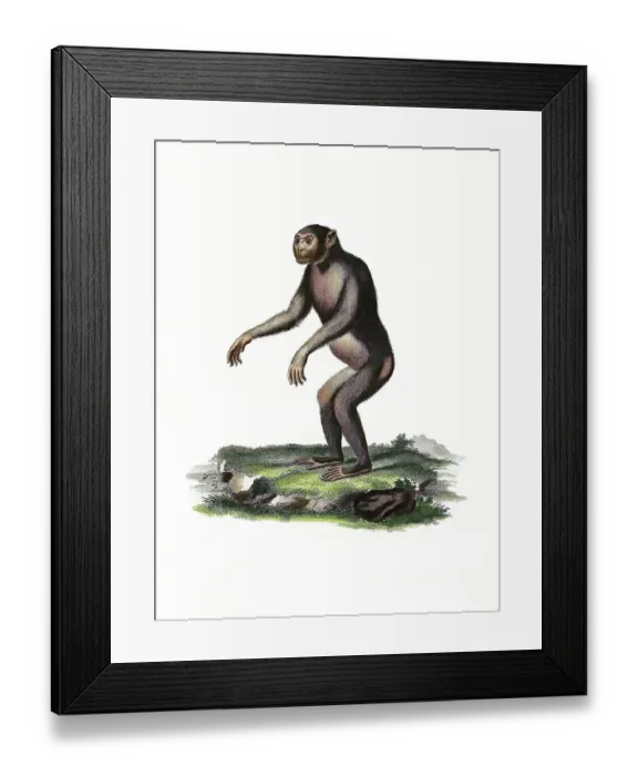 Framed Print : Mammals, Chimpanzee, Simia troglodytes (Pan troglodytes) Framed Print : Mammals, Chimpanzee, Simia troglodytes (Pan troglodytes)