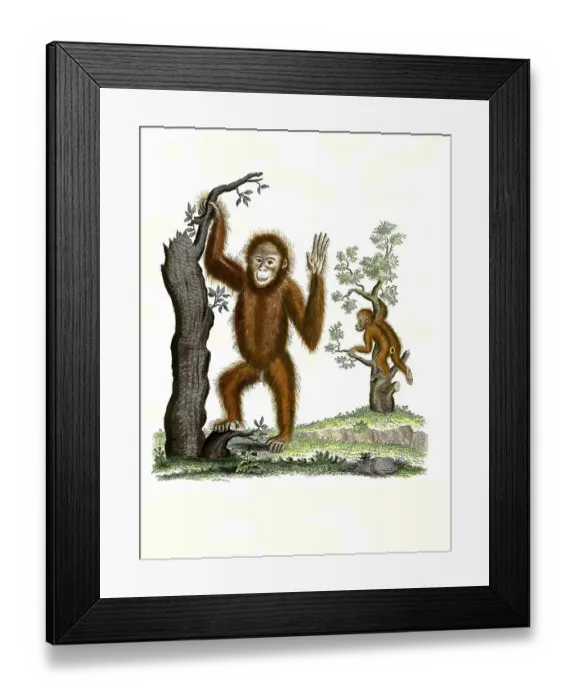 Framed Print : Mammals, Two orangutans climbing trees